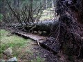 Strom spadlý přímo na turistický chodník