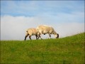 ovce v John o Groats